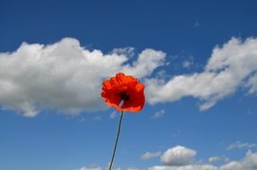 stunningly beautiful Poppy Flower