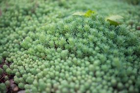 green tiny Succulent Plants on soil