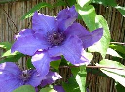 Beautiful blooming Clematis flowers in the garden