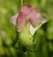 Pink Cotton Flower