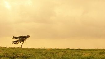 Afternoon landscape with tree