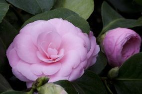 Camellia Japonica Zierkamelie