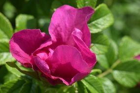 bright pink wild rose on a green bush close-up on blurred background