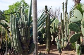 cacti in mexico