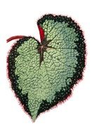 begonia leaf on white