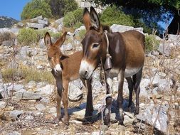 cute Donkey family in Mountains