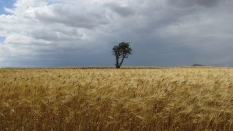 lonely tree on a wheat field