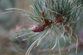 brown pine cone on a branch close-up