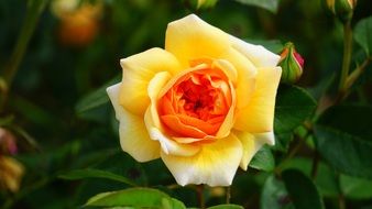 closeup view of Colorful romantic rose flower in the garden