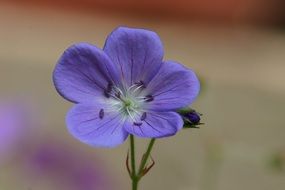 flower with five purple petals close-up