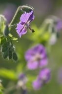 closeup photo of purple geranium flowers