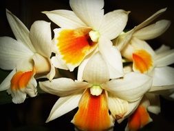 white Flower Orchid macro view