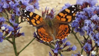 leopard butterfly on a purple flower