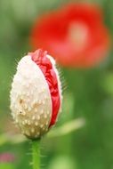 closeup photo of red poppy flower capsule