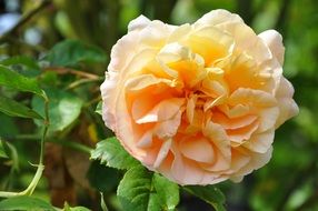 Beautiful tea rose in the garden