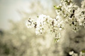 lush apple blossom close up