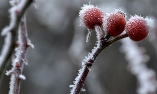 frozen rose hips on a branch in winter