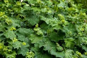 Frauenmantel or Alchemilla