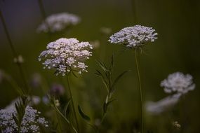 flower of cow parsnip