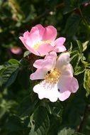 pink flowers on the stem of a green plant in the garden