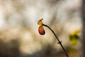 stunningly beautiful Sheet Brown flower on a blurred background