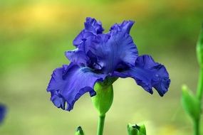 Blooming beautiful iris flowers