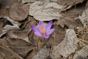 Purple Flower in dead leaves