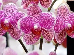 nice Orchid Flower