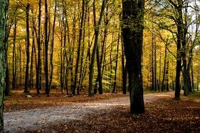 walk path in golden Autumn forest