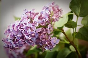 Purple Lilac Syringa Bush