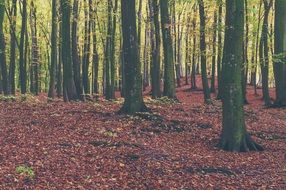 dry bright foliage in the forest