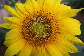 yellow sunflower bloom