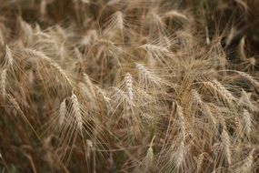 ripe Wheat ears in Field