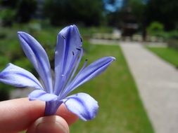 stunningly beautiful Blue flower