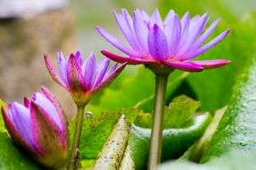 lotus as a fresh flower