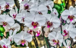 lot of White and Purple Orchid Flowers