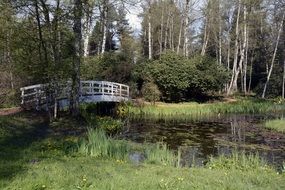 lilies on a pond among the forest