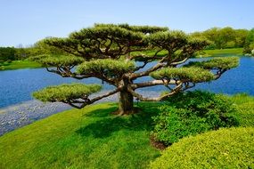 Tree Japanese Garden