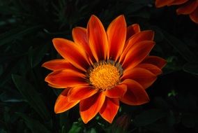 Florange flower in the dark