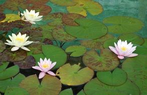 water lily on a pond among huge leaves