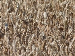 dry wheat field close-up
