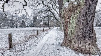 trail near a tree in hamburg