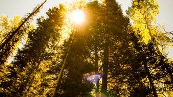 Landscape of bottom view of the trees at the sunlight