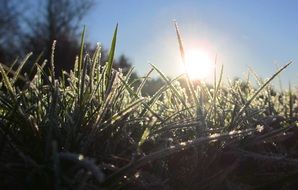 Grass blades with dew drops at back light