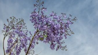 Purple flowers on a tree branches