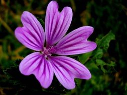 adorable purple Flower Summer view