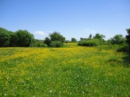 green grass with yellow flowers in the meadow