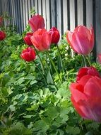 wonderful garden Tulips Flower