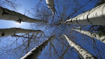 tall Birch Trees