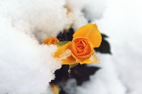 Rose Snow Winter